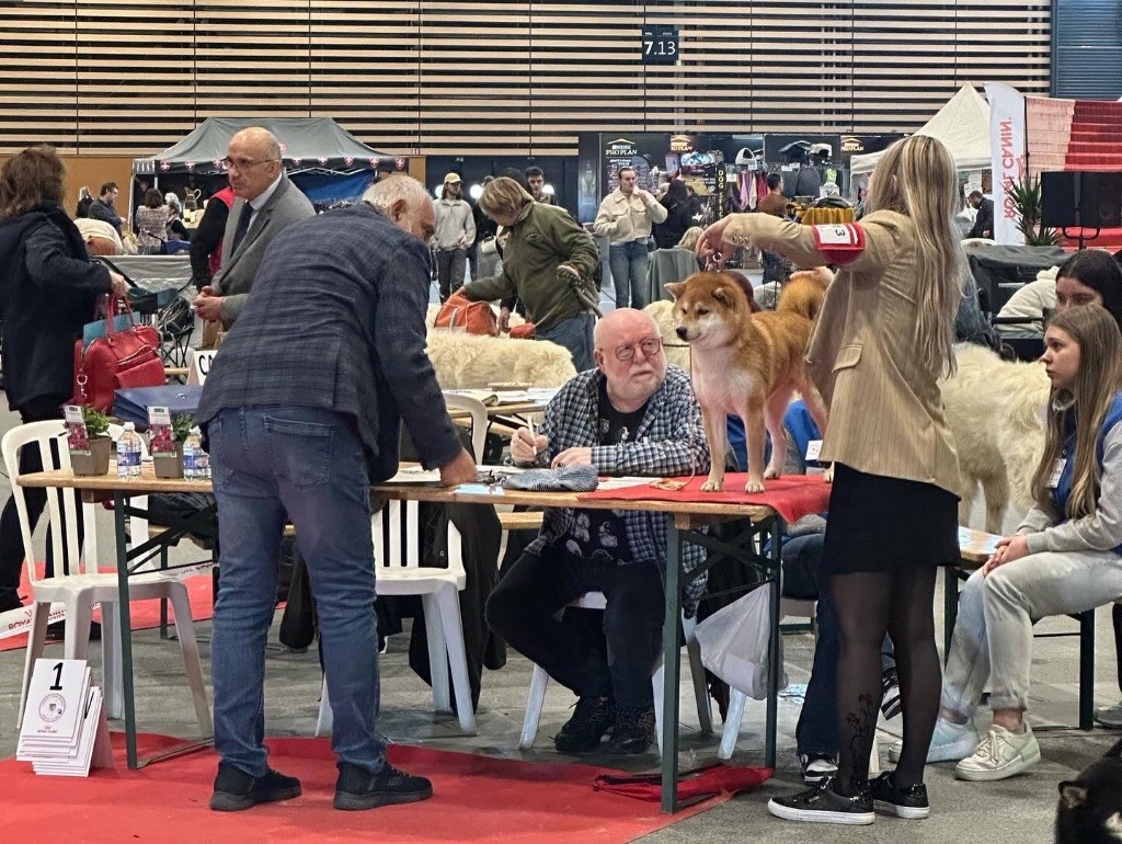 Pandora de percyval - 2 EXCELLENT RCACS