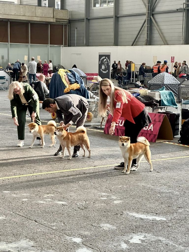 CH. Umi Yama No Hikari - 1er excellent, CAC, Meilleure Femelle, BOS