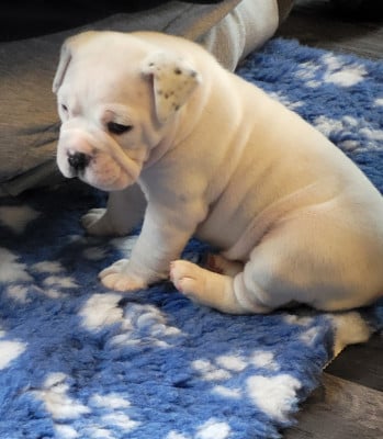 Les chiots de Bulldog continental