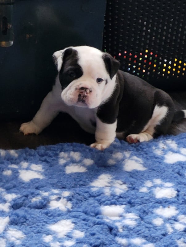 Bulldog continental - Du Domaine De Caamy