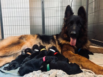 Les chiots de Berger Allemand Poil Long