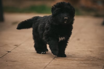 Les chiots de Berger Allemand Poil Long