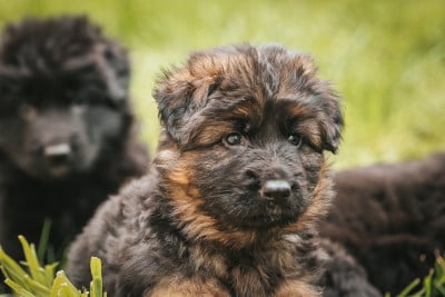 Les chiots de Berger Allemand Poil Long