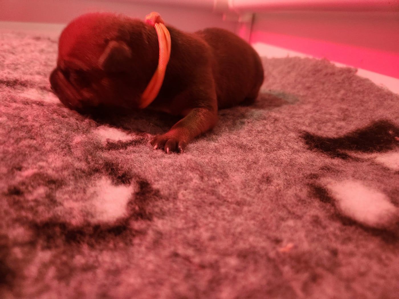 Collier marron - Staffordshire Bull Terrier