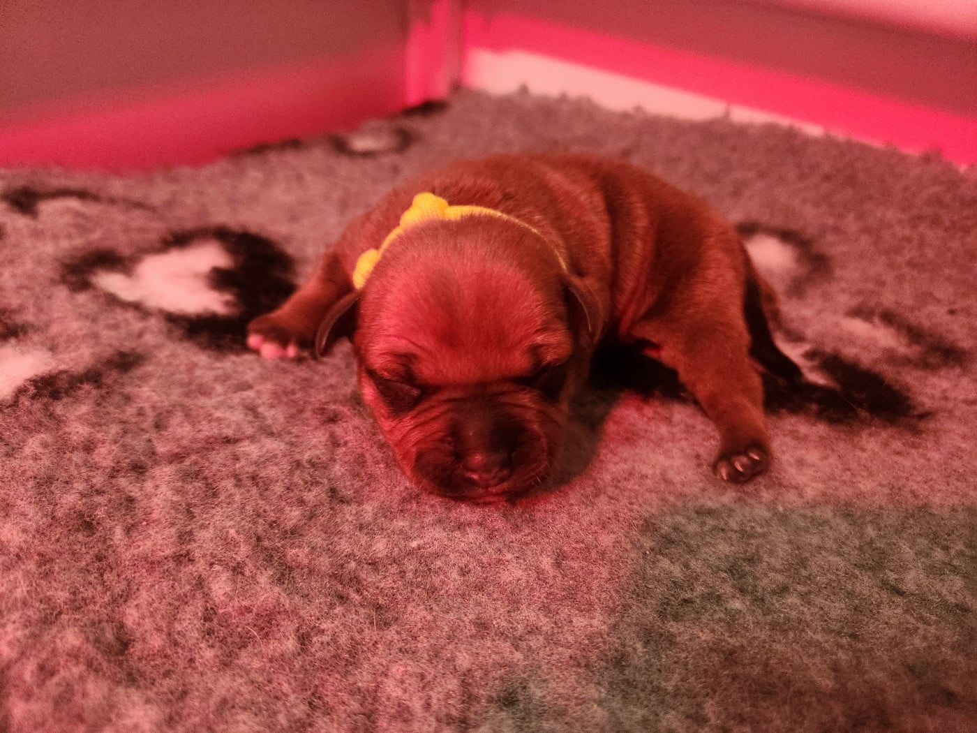 Collier fluo - Staffordshire Bull Terrier
