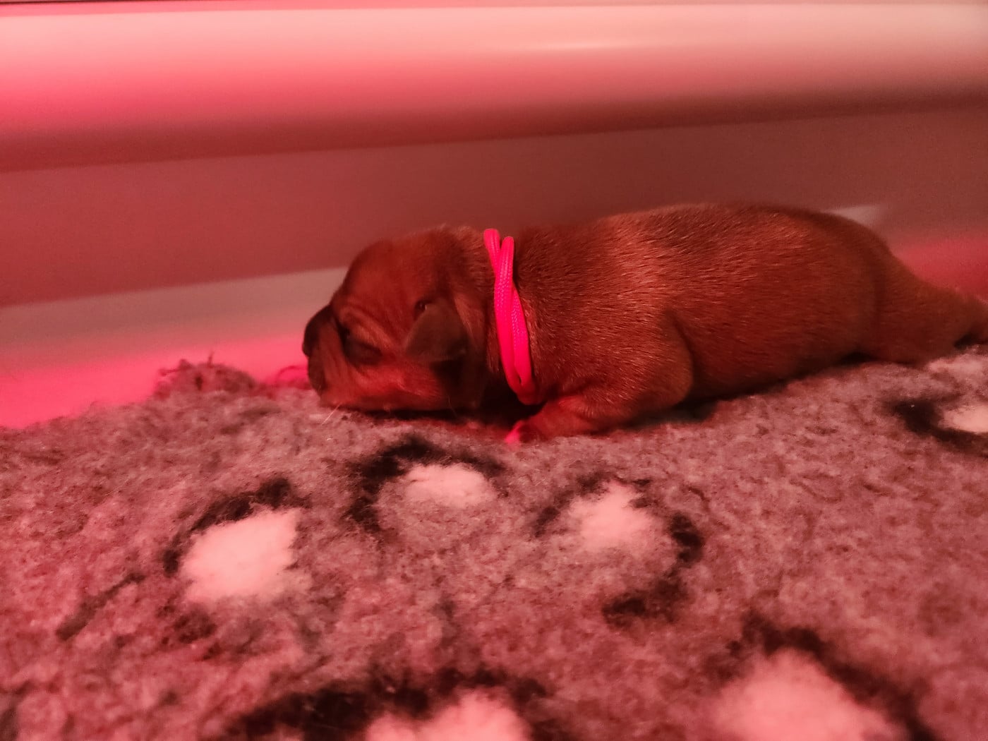 Collier rouge - Staffordshire Bull Terrier