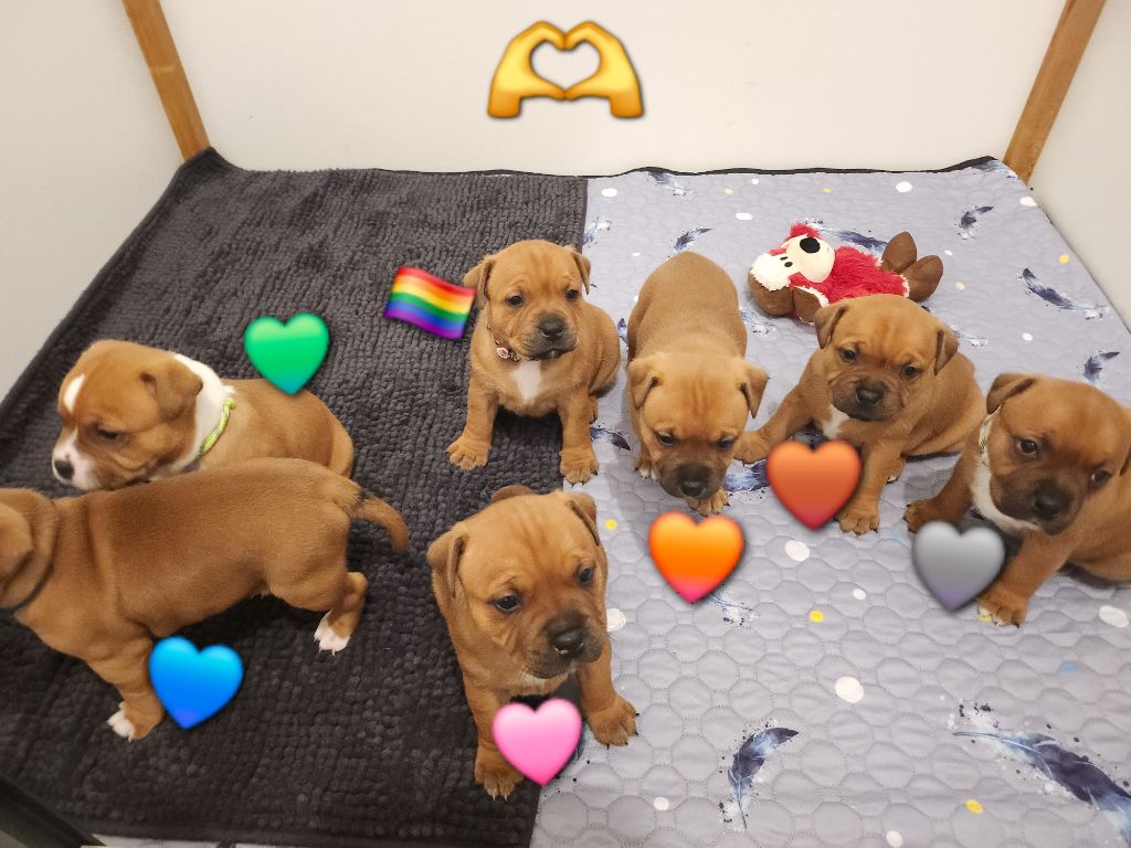 Staffordshire Bull Terrier - (Sans Affixe)