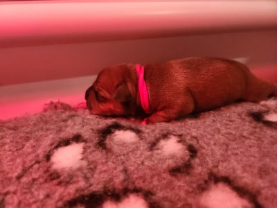 Les chiots de Staffordshire Bull Terrier