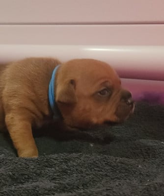 Les chiots de Staffordshire Bull Terrier