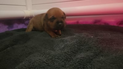 Les chiots de Staffordshire Bull Terrier