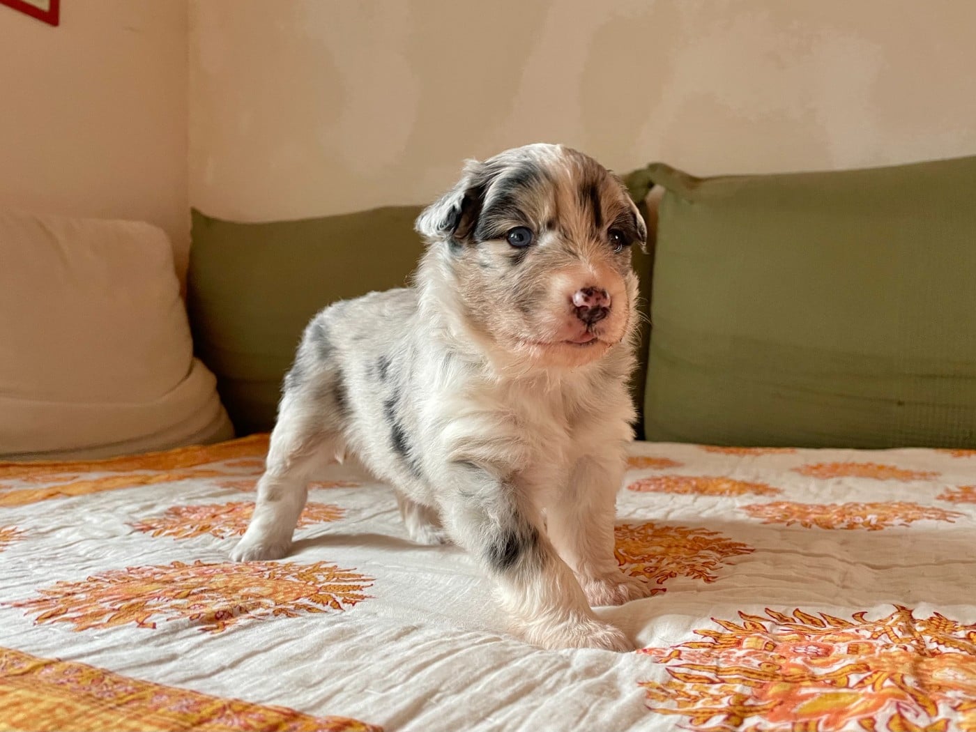 CHIOT 1 - Berger Australien