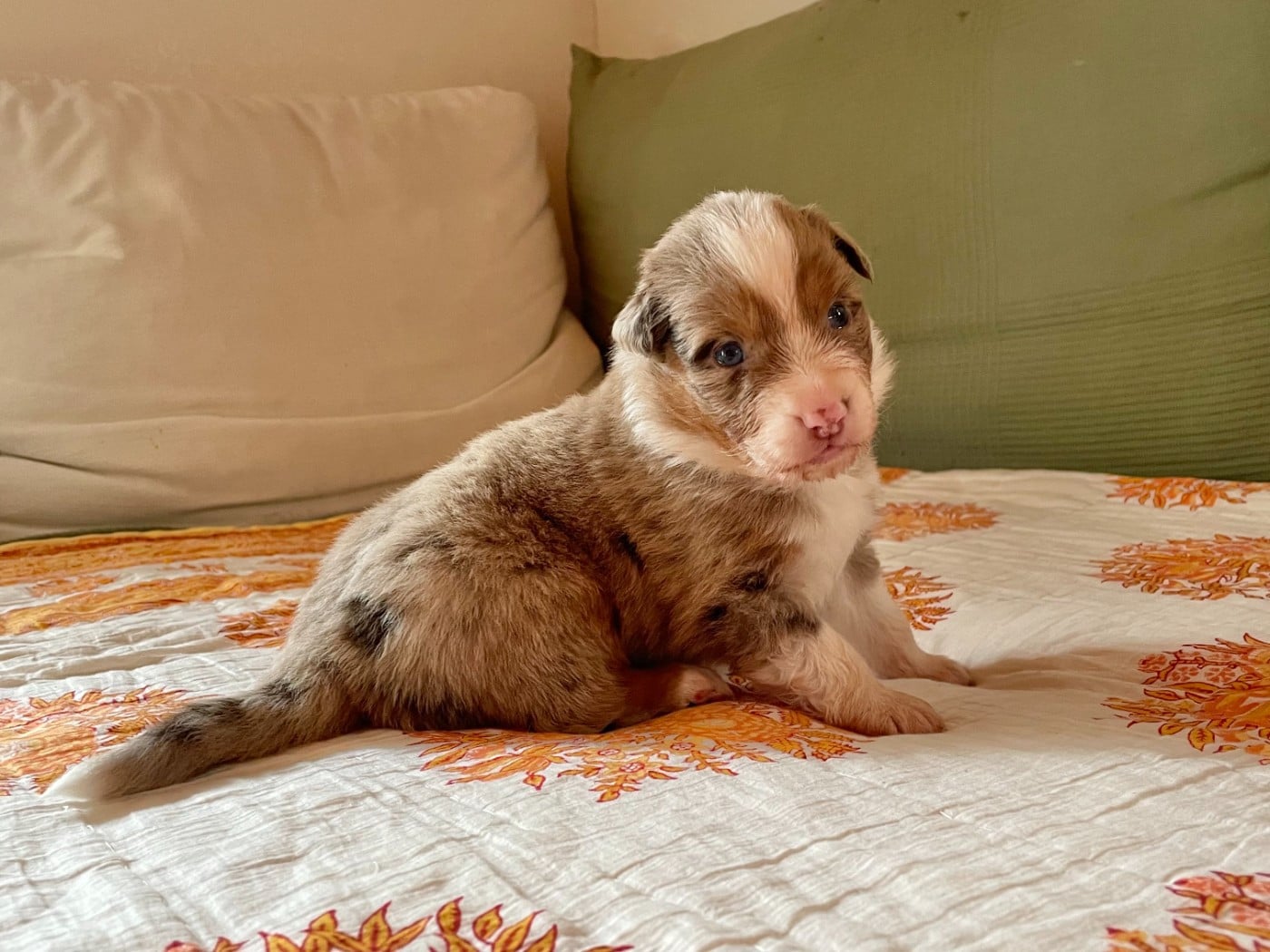 CHIOT 2 - Berger Australien