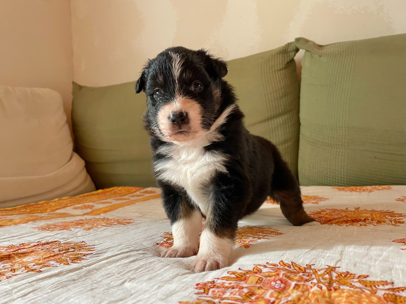 CHIOT 4 - Berger Australien