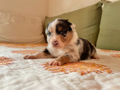 Les chiots de Berger Australien