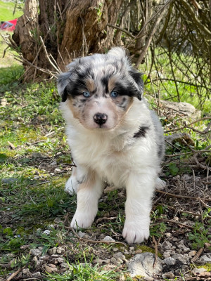 Les chiots de Berger Australien