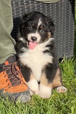 Les chiots de Berger Australien