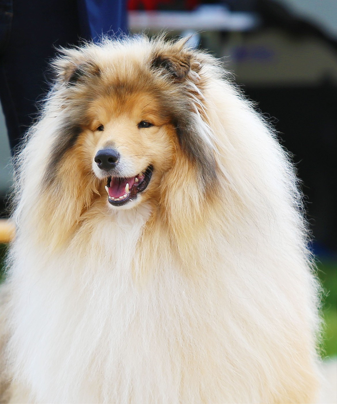 Publication : De cabrenysset Auteur : Béatrice Agoutin