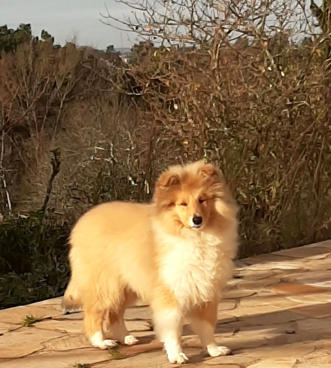 Publication : De cabrenysset Auteur : Baretto