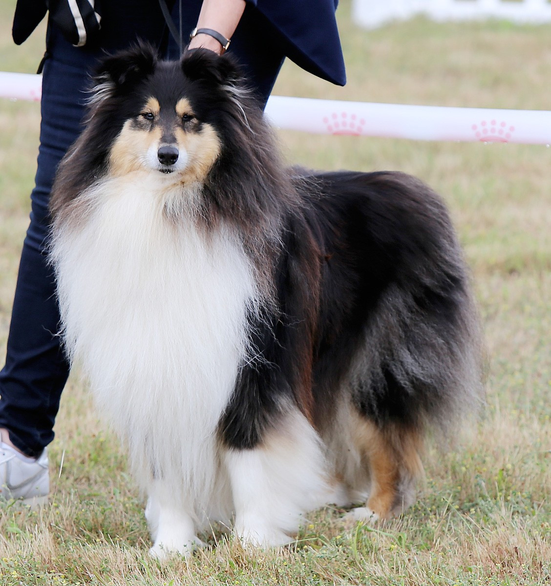 Publication : De cabrenysset Auteur : Béatrice Agoutin