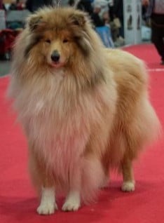 Publication : De cabrenysset Auteur : Béatrice Agoutin