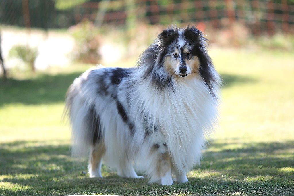 Publication : De cabrenysset Auteur : Béatrice Agoutin