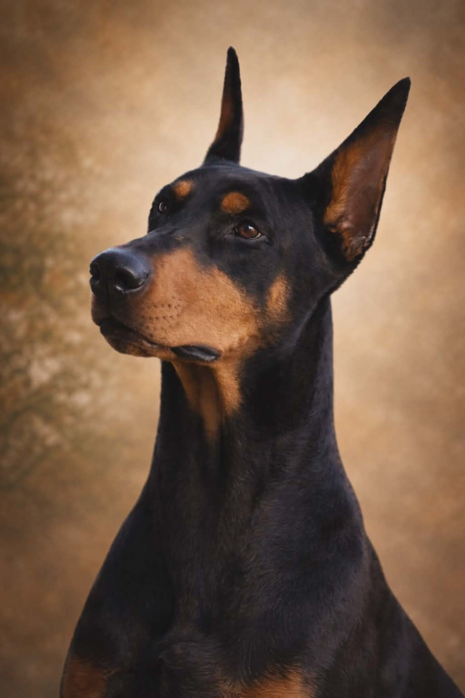 Publication : Di sarabell