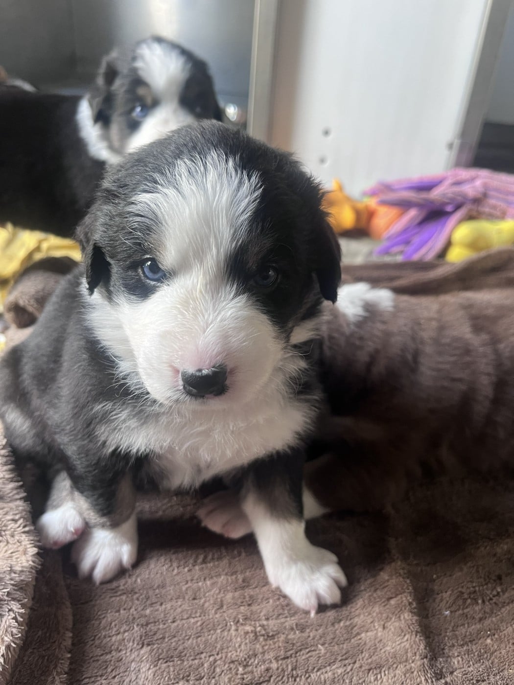 CHIOT 3 - Berger Australien