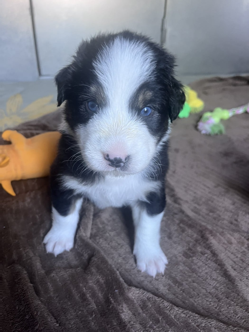 CHIOT 4 - Berger Australien