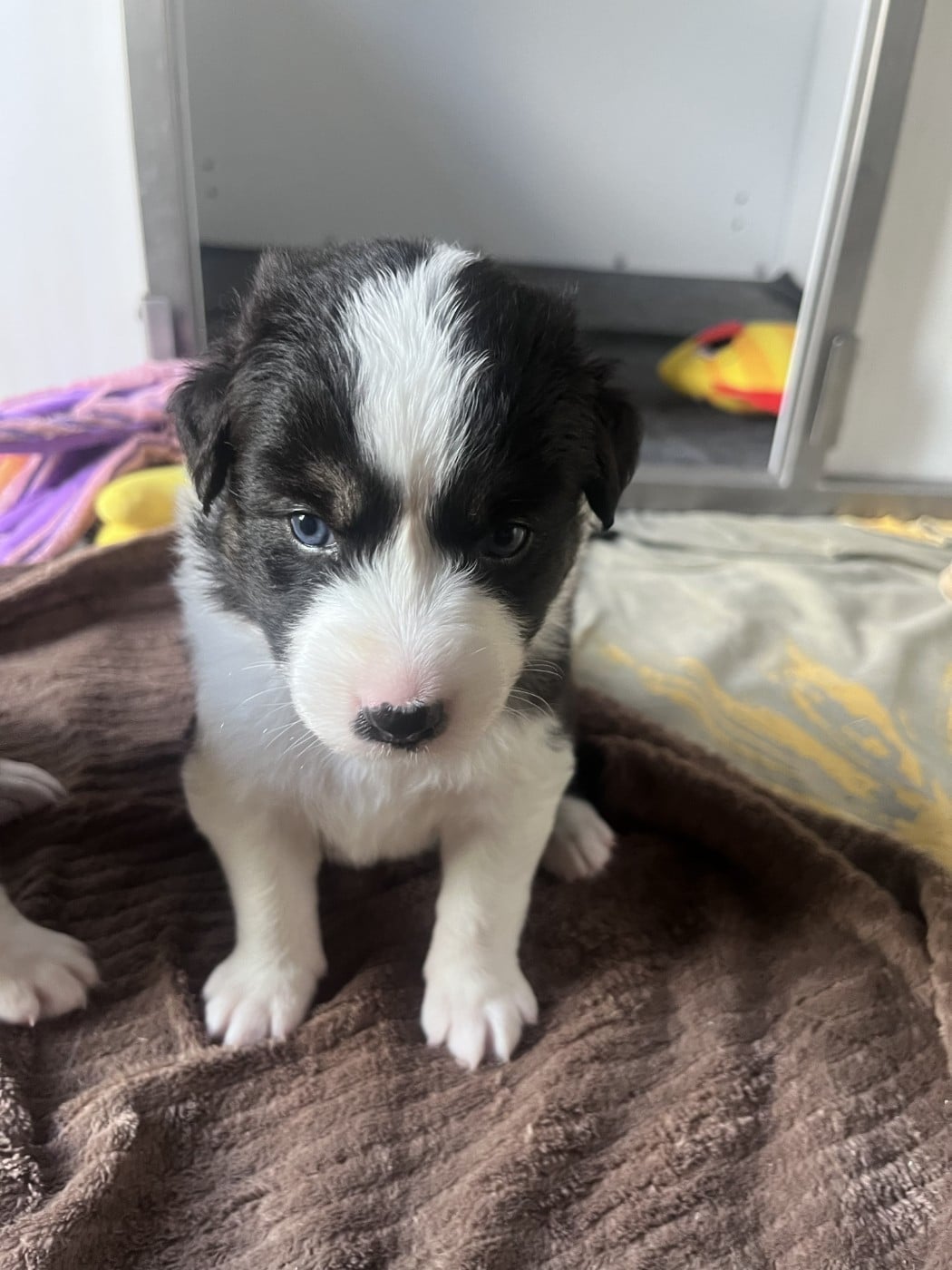 CHIOT 6 - Berger Australien