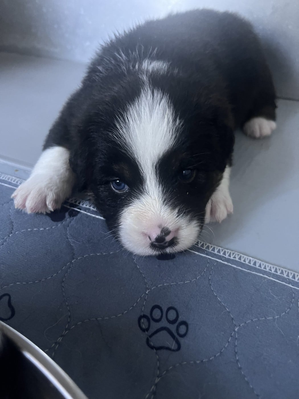 CHIOT 8 - Berger Australien