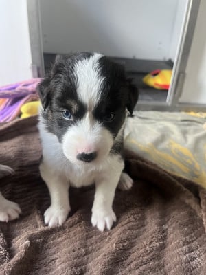 Les chiots de Berger Australien