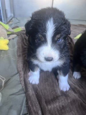 Les chiots de Berger Australien