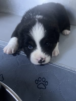 Les chiots de Berger Australien