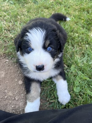 Les chiots de Berger Australien
