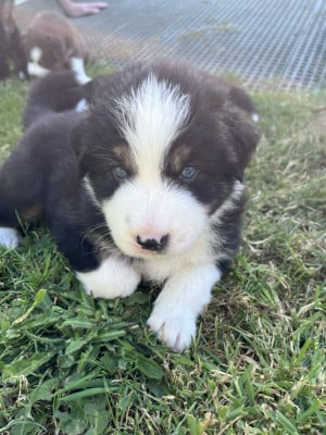 Les chiots de Berger Australien