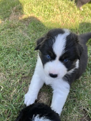 Les chiots de Berger Australien