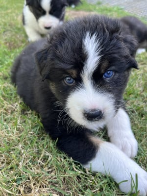 Les chiots de Berger Australien