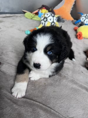 Les chiots de Berger Australien