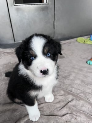 Les chiots de Berger Australien