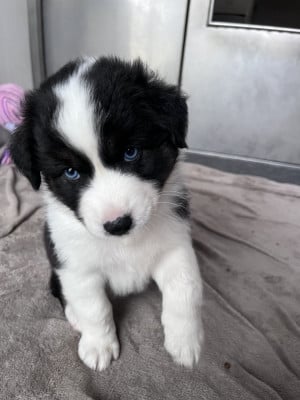 Les chiots de Berger Australien