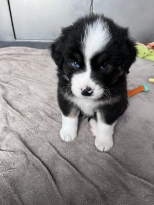 Les chiots de Berger Australien