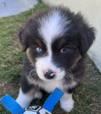 Les chiots de Berger Australien