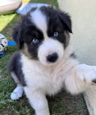 Les chiots de Berger Australien
