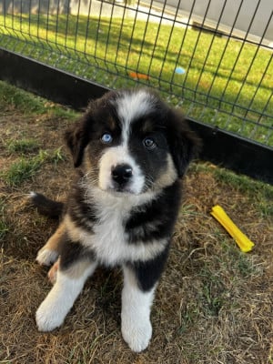 Les chiots de Berger Australien