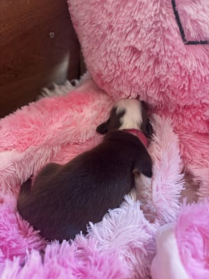 Les chiots de Berger Américain Miniature 