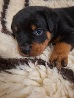 Les chiots de Rottweiler