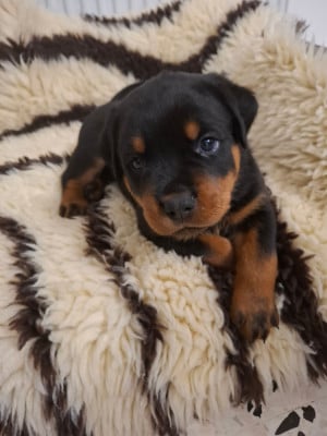 Les chiots de Rottweiler