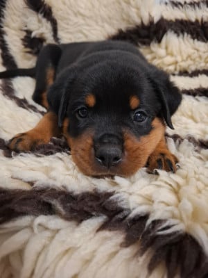 Les chiots de Rottweiler