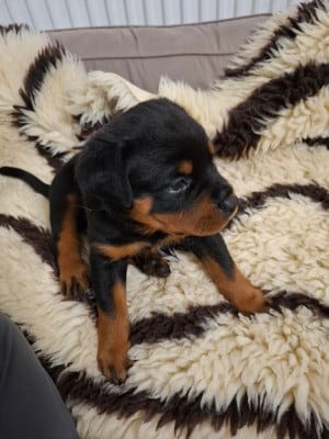 Les chiots de Rottweiler