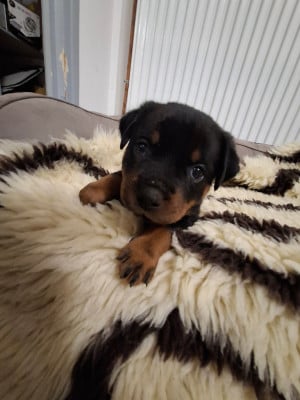 Les chiots de Rottweiler